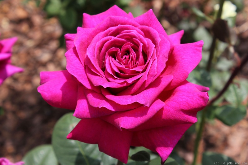 'Big Purple' rose photo