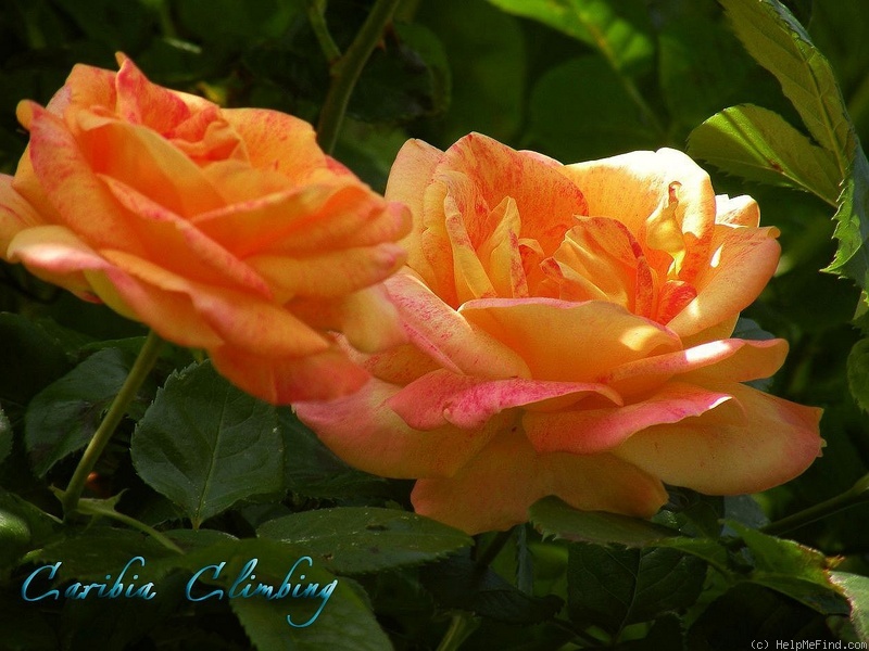 'Caribia, Cl.' rose photo
