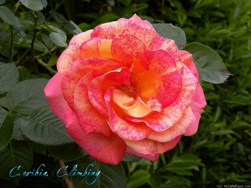 'Caribia, Cl.' rose photo