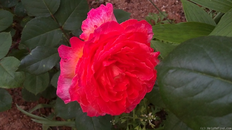 'Barbara (hybrid tea, Paul, 1923)' rose photo