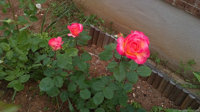 'Barbara (hybrid tea, Paul, 1923)' rose photo