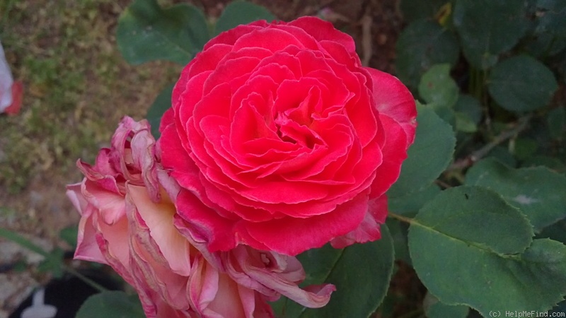 'Barbara (hybrid tea, Paul, 1923)' rose photo
