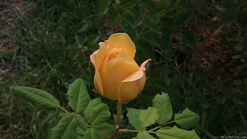'Antigone ® (hybrid tea, Gaujard, 1967)' rose photo