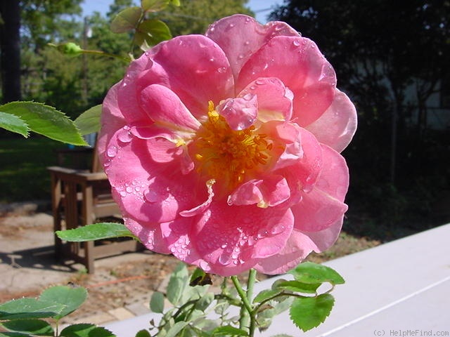 'Liebesperle' rose photo