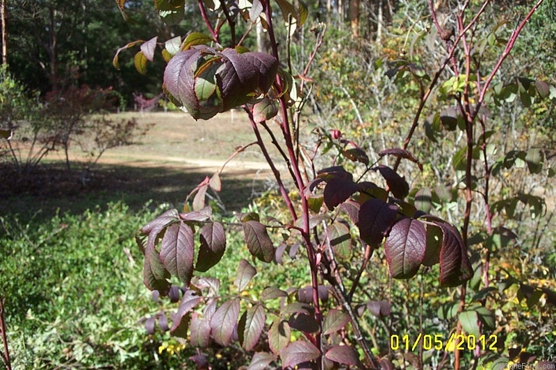 'Thérèse Bugnet (Rugosa, Bugnet, 1941)' rose, click to enlarge 'Thérèse Bugnet (Rugosa, Bugnet, 1941)' rose photo