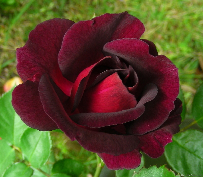 'Captain Jack' rose photo