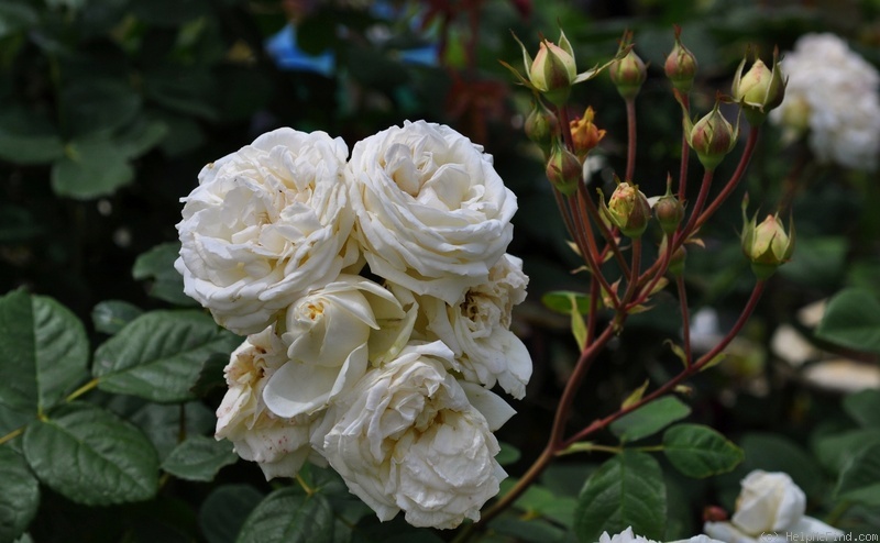 'Manuel Canovas ®' rose photo