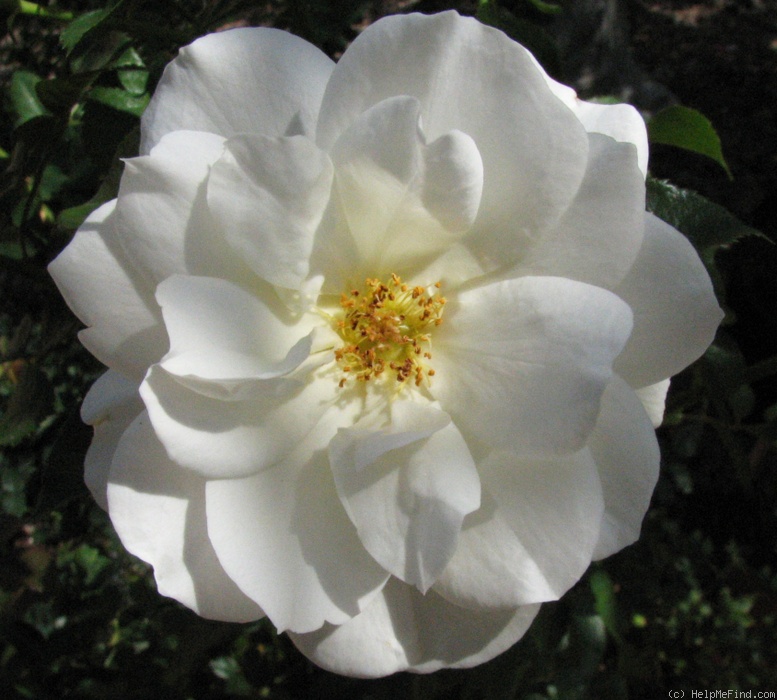 'Purity (floribunda, Singer 2011)' rose photo