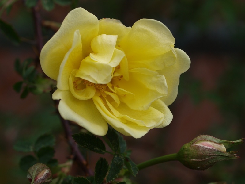 'Double Yellow (Foetida, Williams, 1820)' rose photo