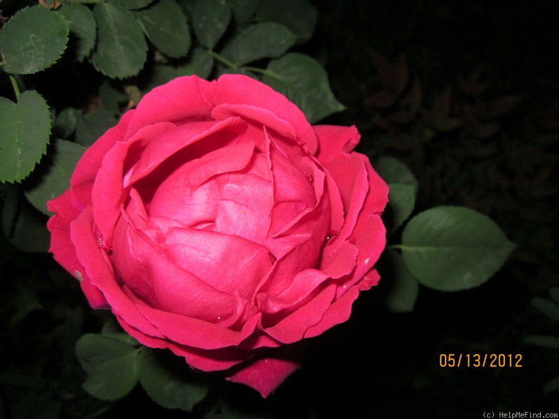 'Henry Nevard (Hybrid Perpetual, Cant, 1924)' rose photo