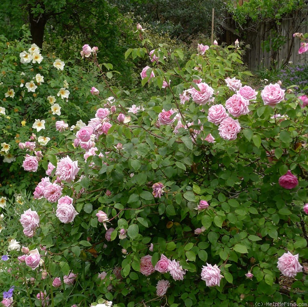 'Rhodologue Jules Gravereaux' rose photo