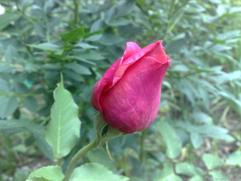 'Beauté Inconstante (tea, Pernet-Ducher, 1887)' rose photo