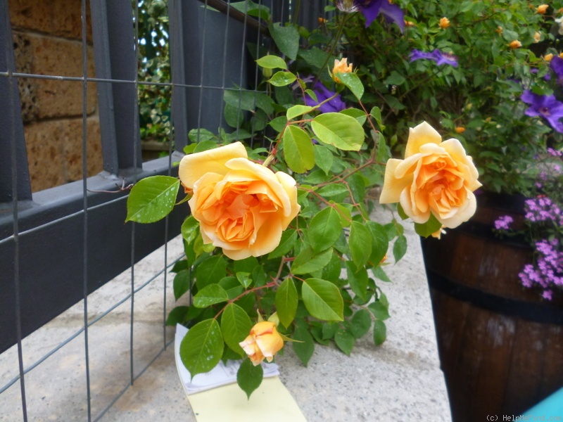 'Crépuscule (Tea Noisette, Dubreuil 1904)' rose, click to enlarge 'Crépuscule (Tea Noisette, Dubreuil 1904)' rose photo