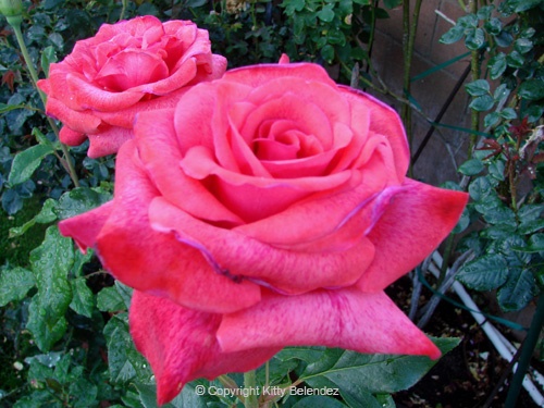 'Cinnamon Dolce' rose photo