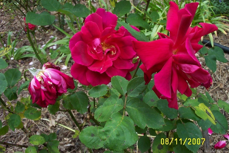 'McGredy's Scarlet' rose photo