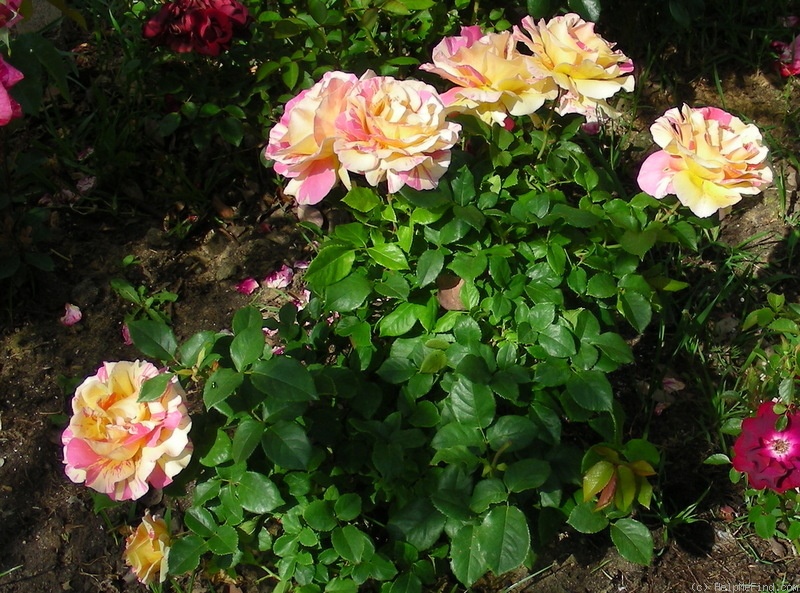 'Claude Monet ® (Hybrid Tea, Christensen, 1992)' rose photo