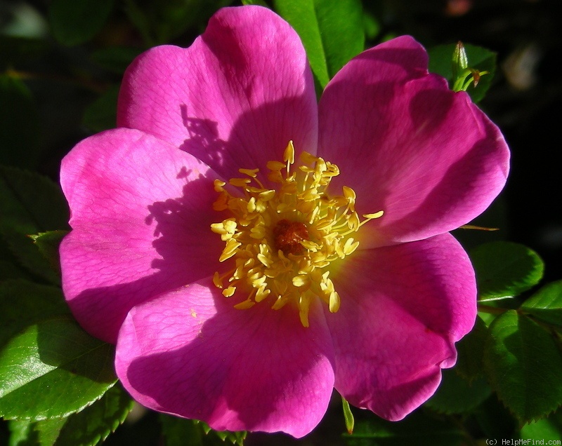 'Commander Gillette' rose photo