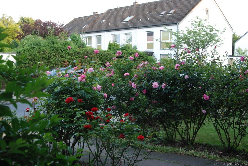 'Märchenland' rose photo