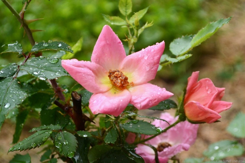 'Rainbow Knock Out ®' rose photo