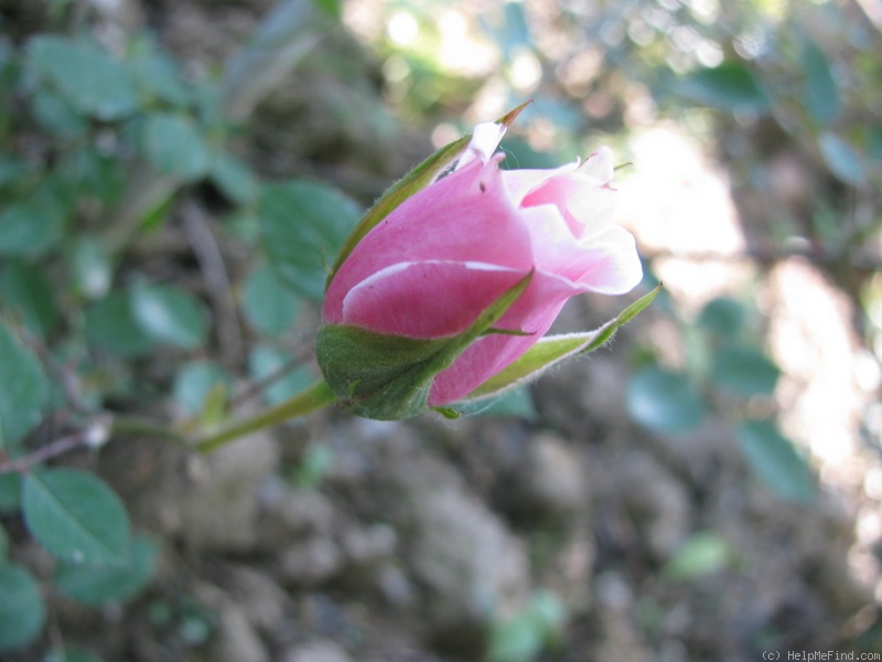 'Letizia Rosa' rose photo