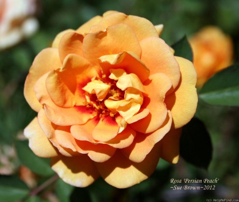 'Persian Peach' rose photo