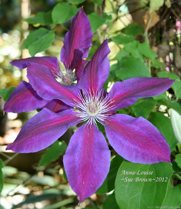 'Anna Louise' clematis photo