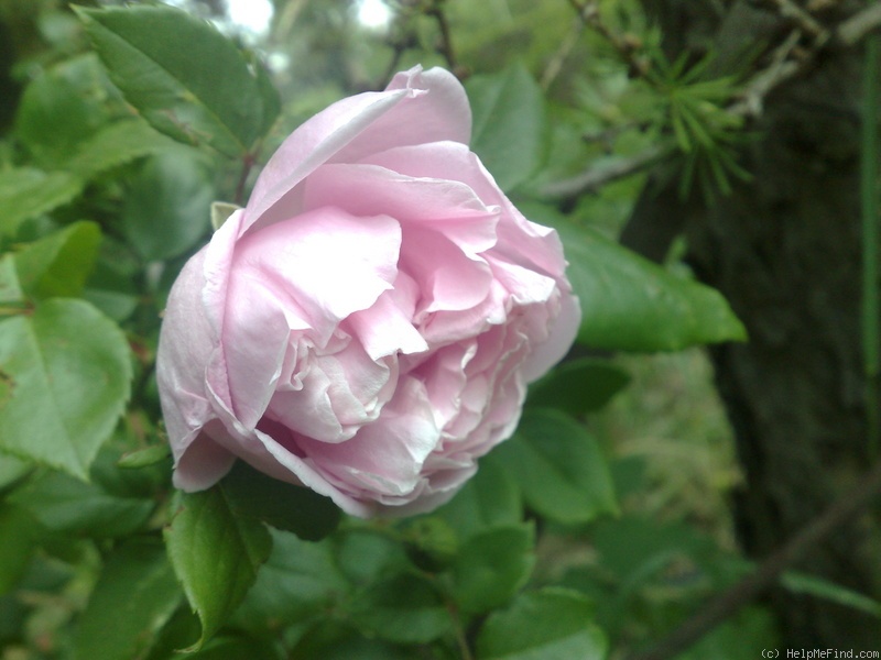 'Gerbe Rose' rose photo