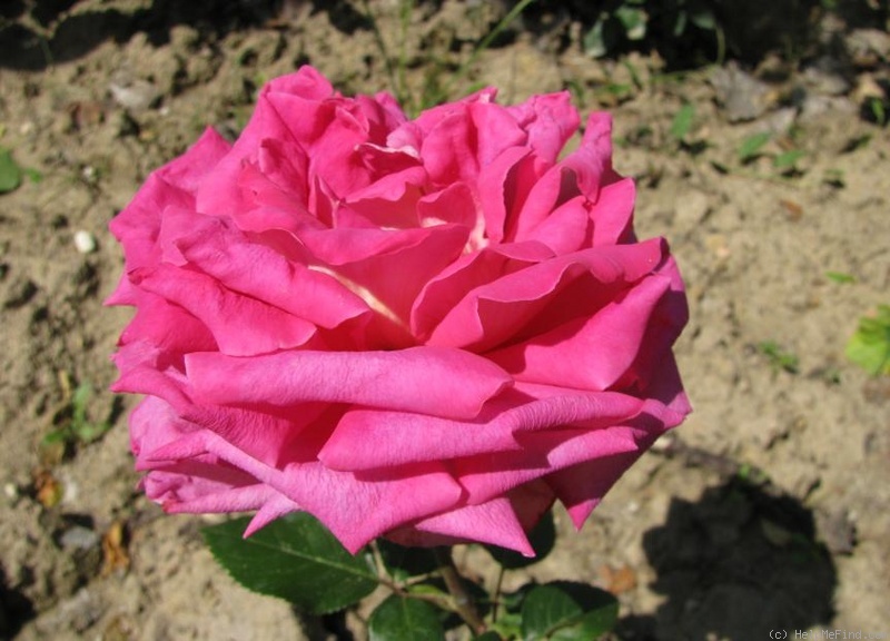 'Acqua Cheta' rose photo