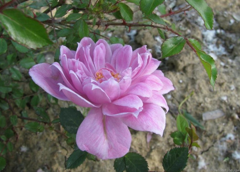 'Cosette (floribunda, Harkness, 1986)' rose photo