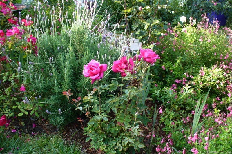 'Mirandy (Hybrid Tea, Lammerts 1944)' rose photo