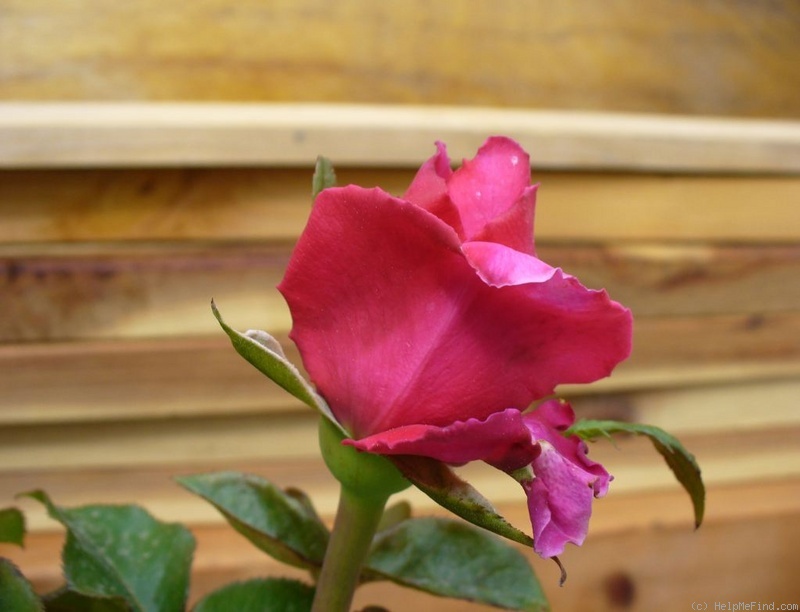 'Intrepid Red' rose photo