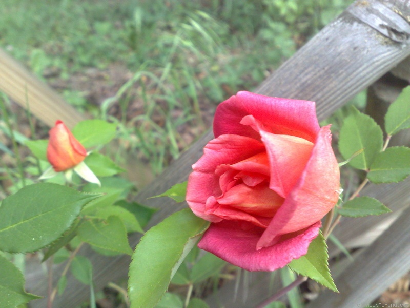 'Comtesse du Cayla' rose photo