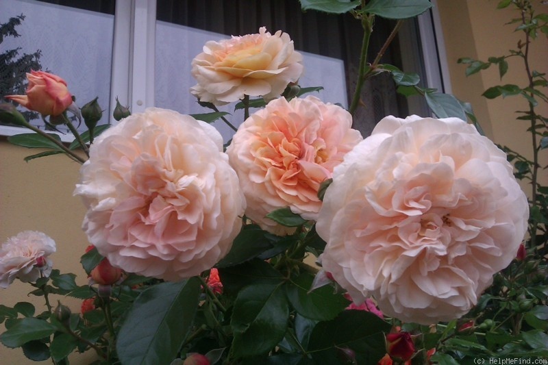 'Sangerhausen Jubilee' rose photo
