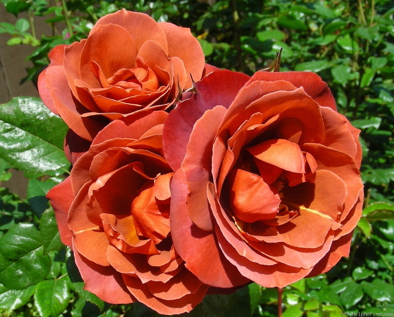 'Hot Cocoa ™ (Floribunda, Carruth 2001)' rose, click to enlarge 'Hot Cocoa ™ (Floribunda, Carruth 2001)' rose photo