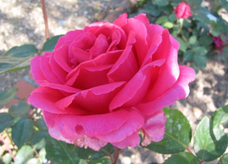 'Signora Maria Sgaravatti' rose photo