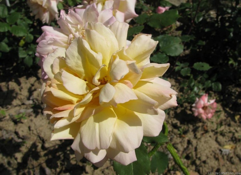 'Maristella' rose photo