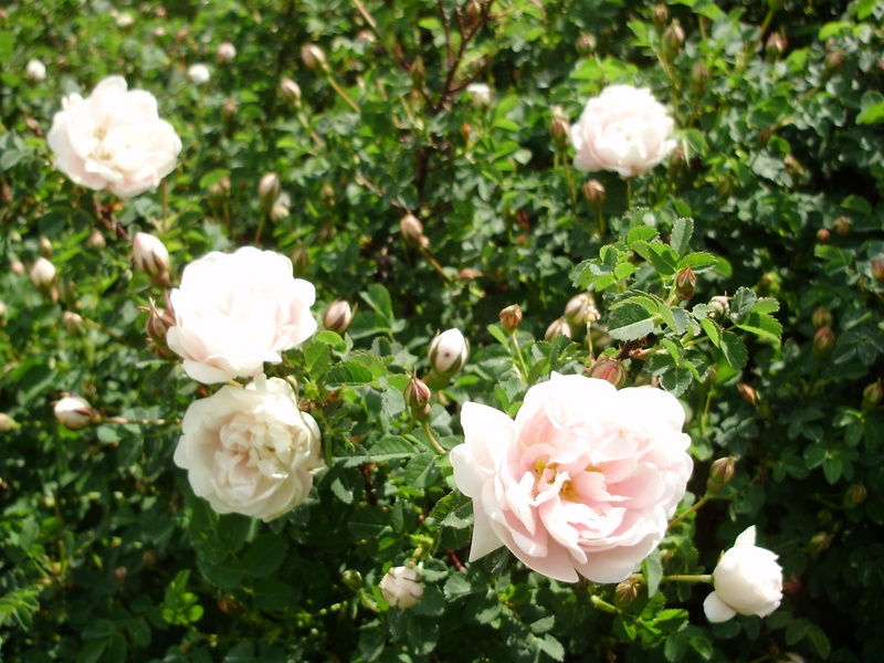 'Double Blush' rose photo