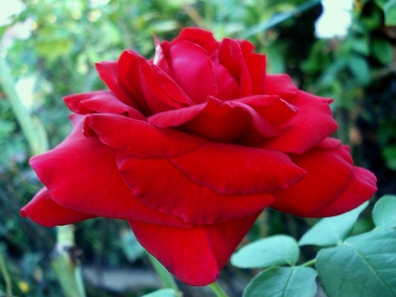 'Royal William' rose photo