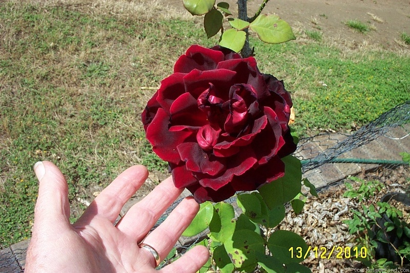 'Charles Mallerin (Hybrid Tea, Meilland, before 1947)' rose photo