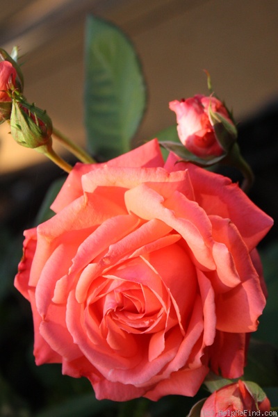 'America (Large Flowered Climber, Warriner, 1976)' rose photo