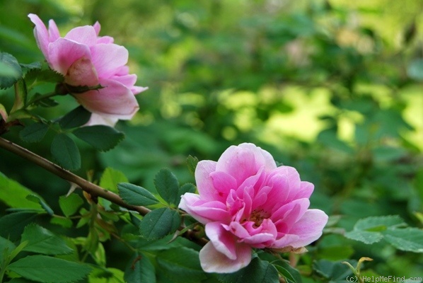 'R. californica plena' rose photo