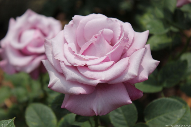 'Neptune ™ (hybrid tea, Carruth, 2003)' rose photo