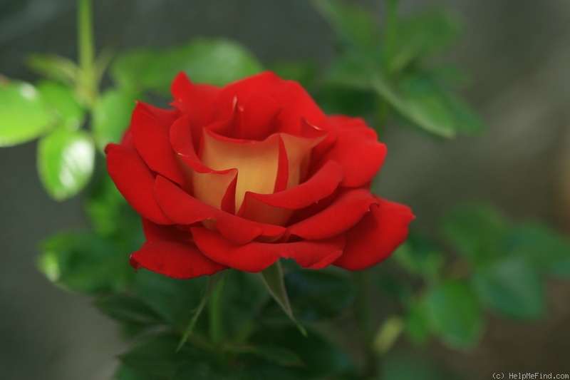 'Ketchup & Mustard ®' rose photo