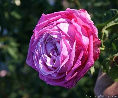 'Cento Qaranta' rose photo