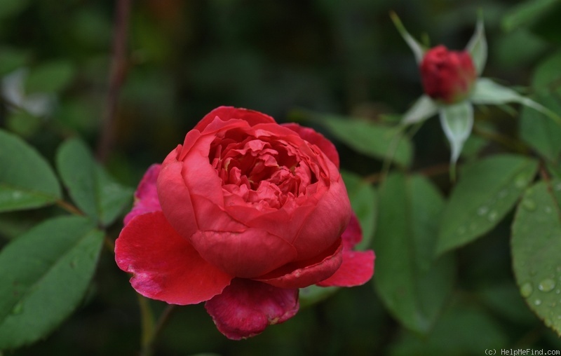 'Benjamin Britten' rose photo