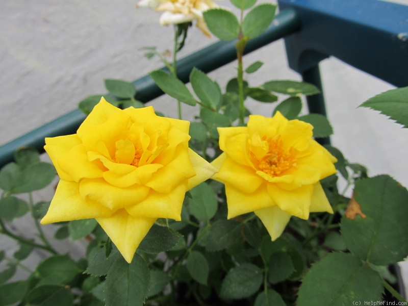 'Golden Piccolo' rose photo