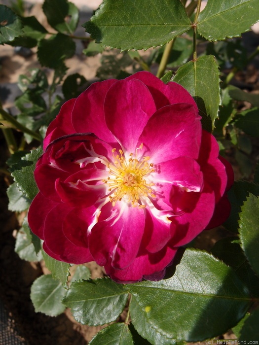 'Violetta (floribunda, Harkness, 1984)' rose photo