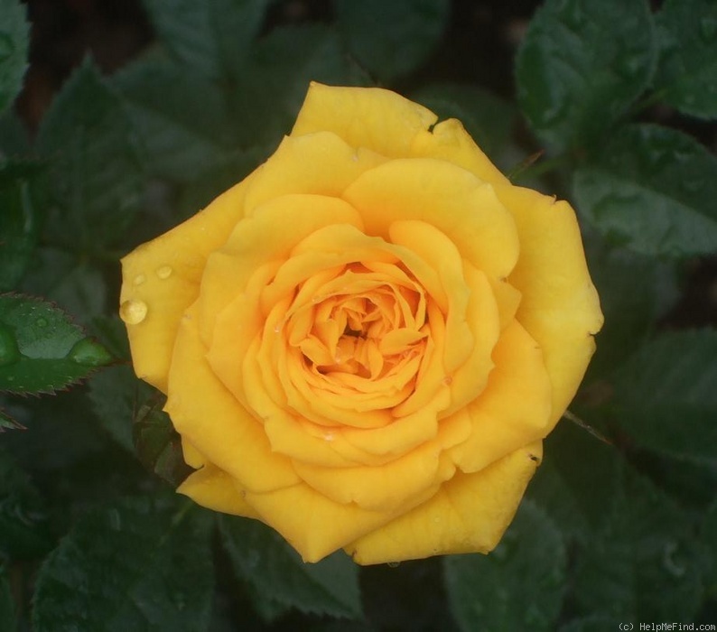 'Beehive Gold' rose photo
