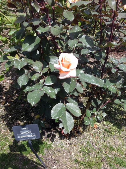 'Neville Chamberlain' rose photo