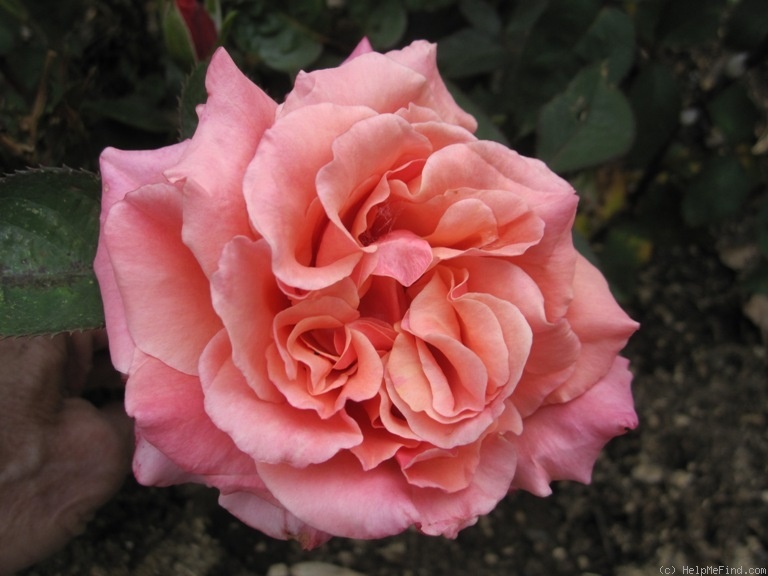 'Honeysweet' rose photo